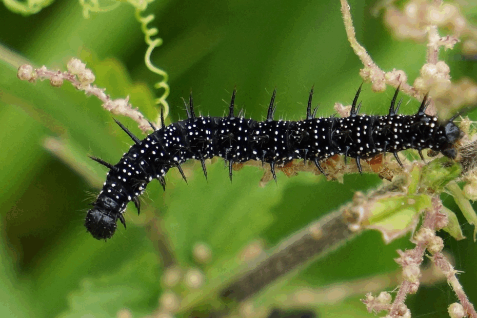 Asticot dans la maison