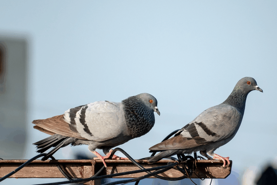 Signification nid de pigeon balcon