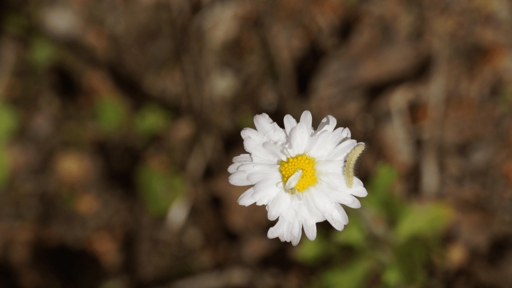 Asticot dans la maison signification