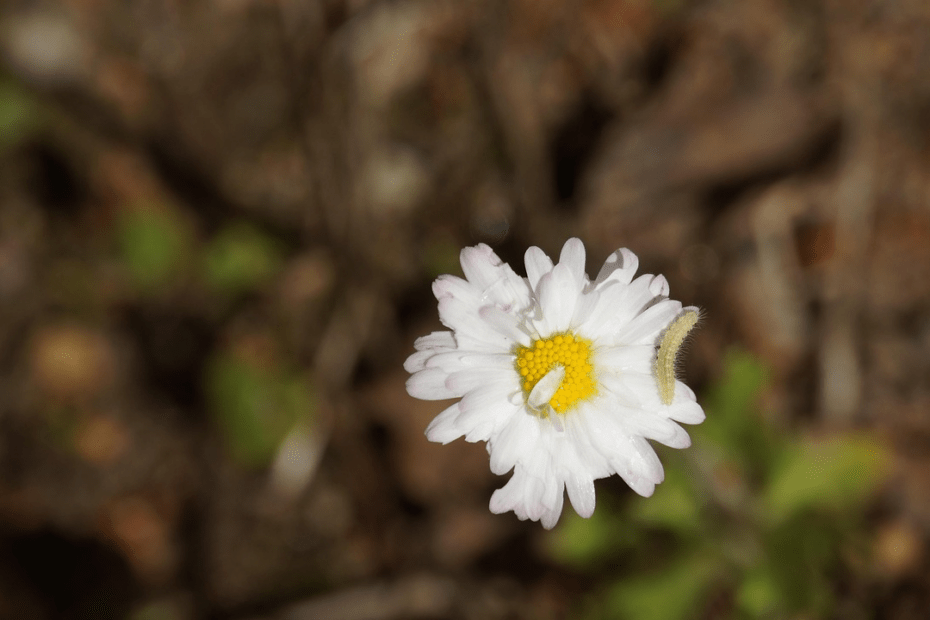 Asticot dans la maison signification