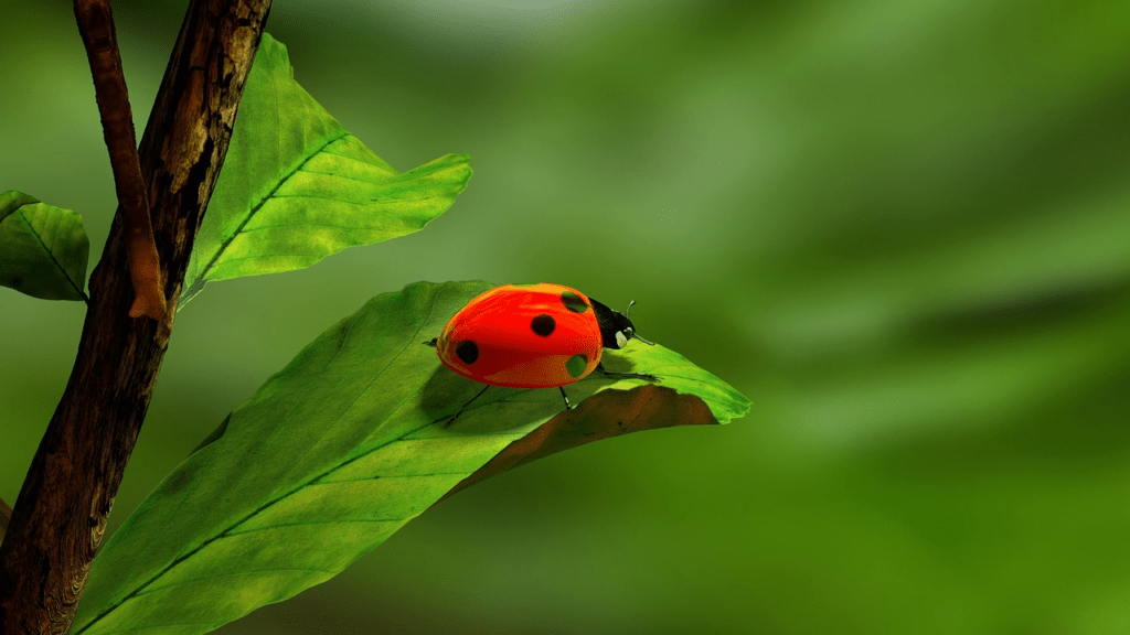 Coccinelle dans la maison signification