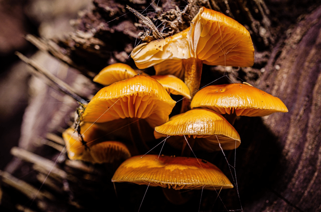 Champignon orange sur bois mort
