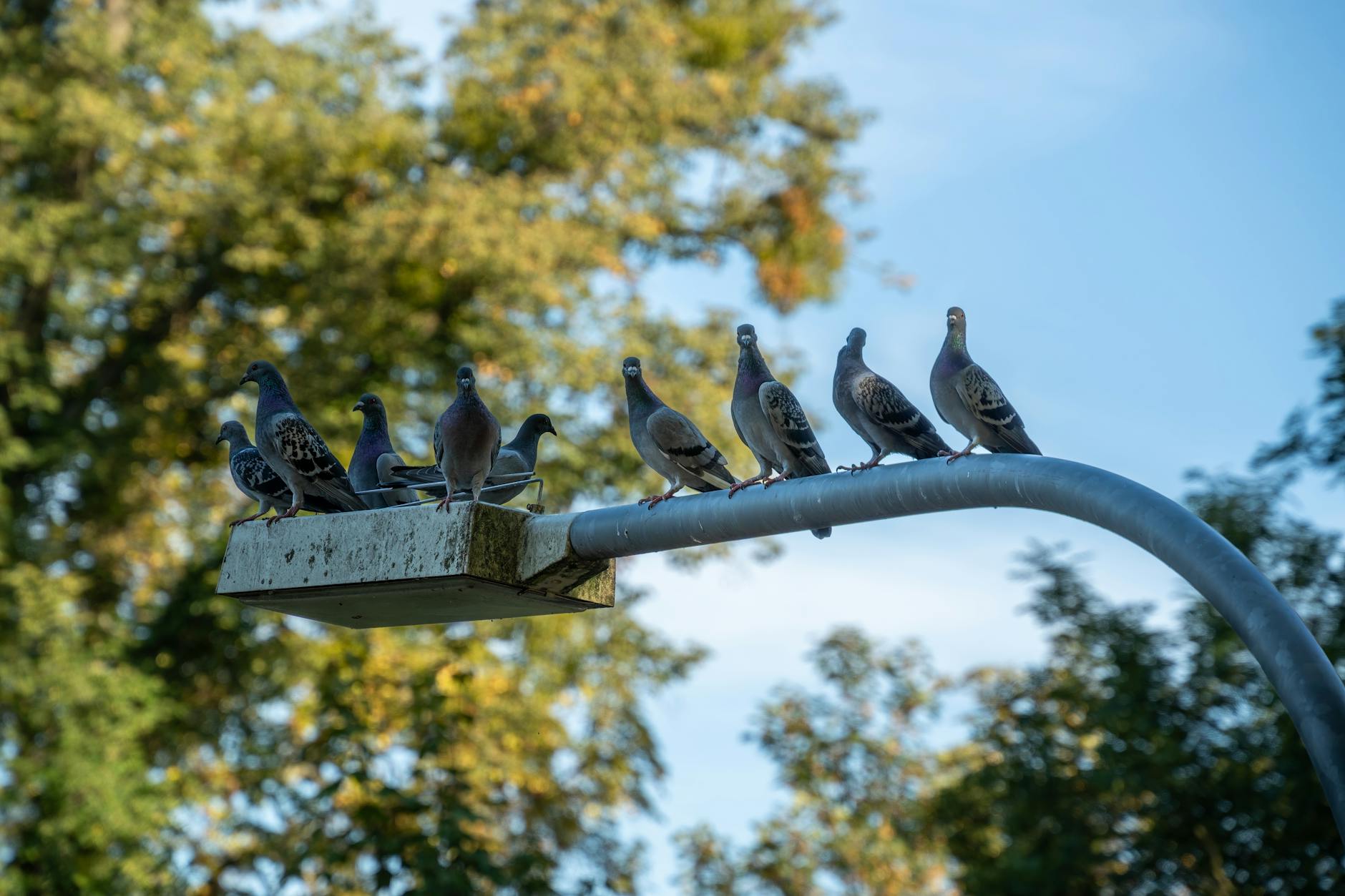 nid de pigeons sur le balcon Signification