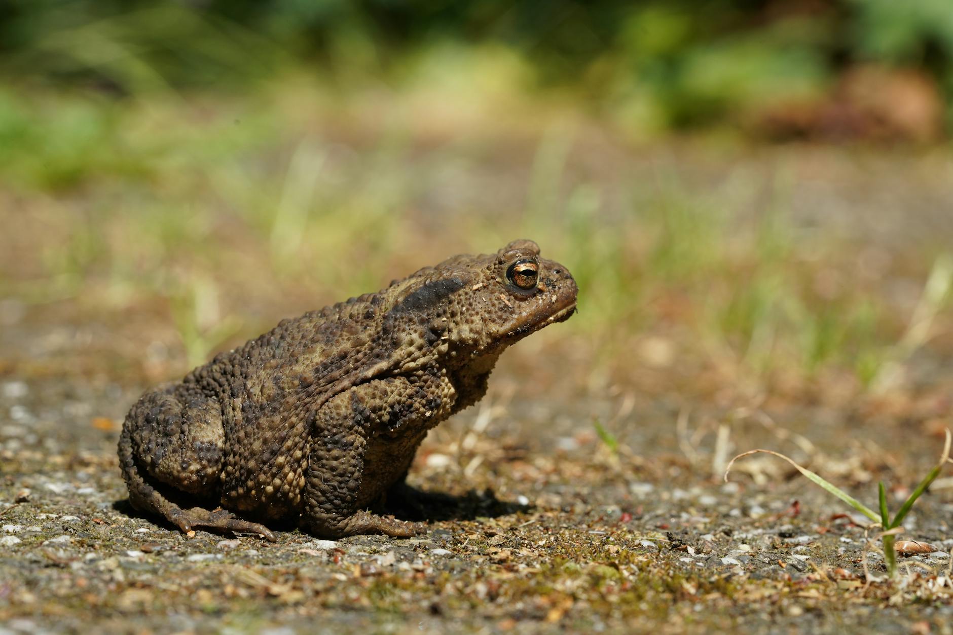 reconnaitre une crotte de crapaud