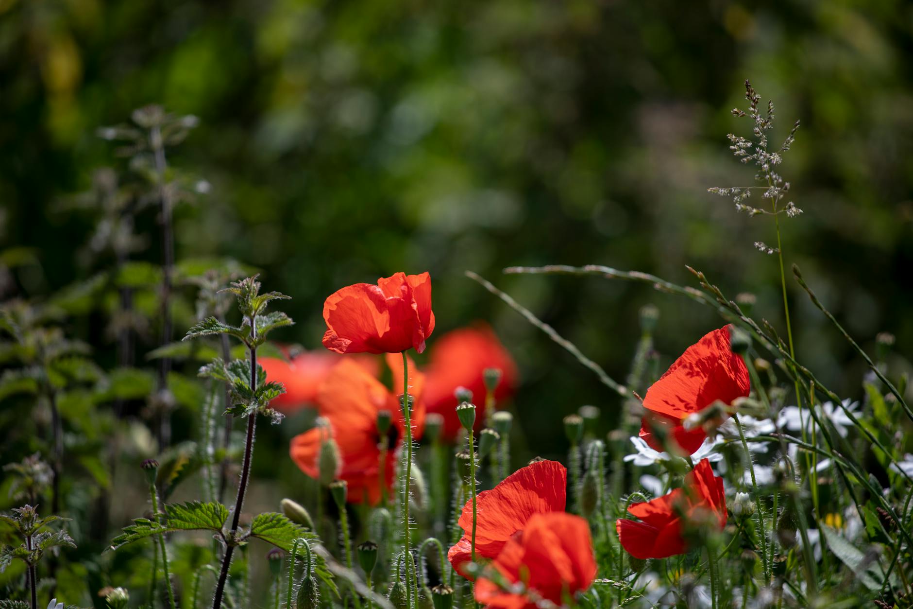 Pavot ou coquelicot